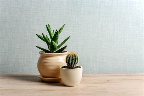 仙人掌 斬桃花